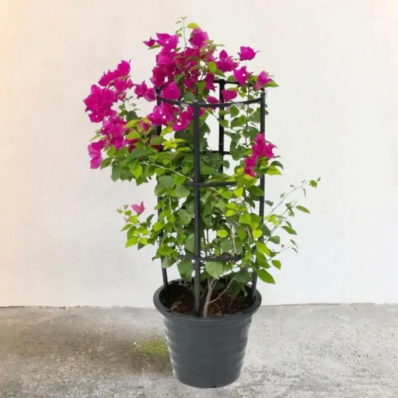 Bougainvillea Spectabilis Dark Pink (4 Stick – 100cm) - Image 3