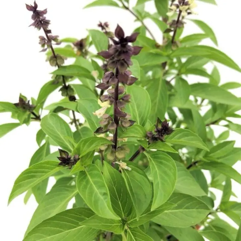 Holy Basil Plant (Tulsi) - Image 2