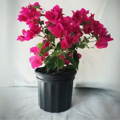 Pink/Magenta Bougainvillea (Bougainvillea glabra)