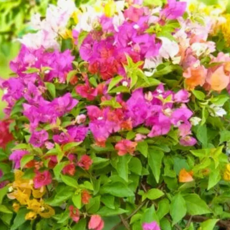 Multi-Color Bougainvillea Umbrella - Image 2