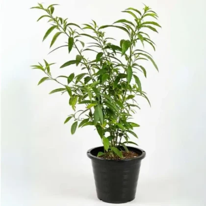 Night Queen-Night (blooming jasmine Climbing)