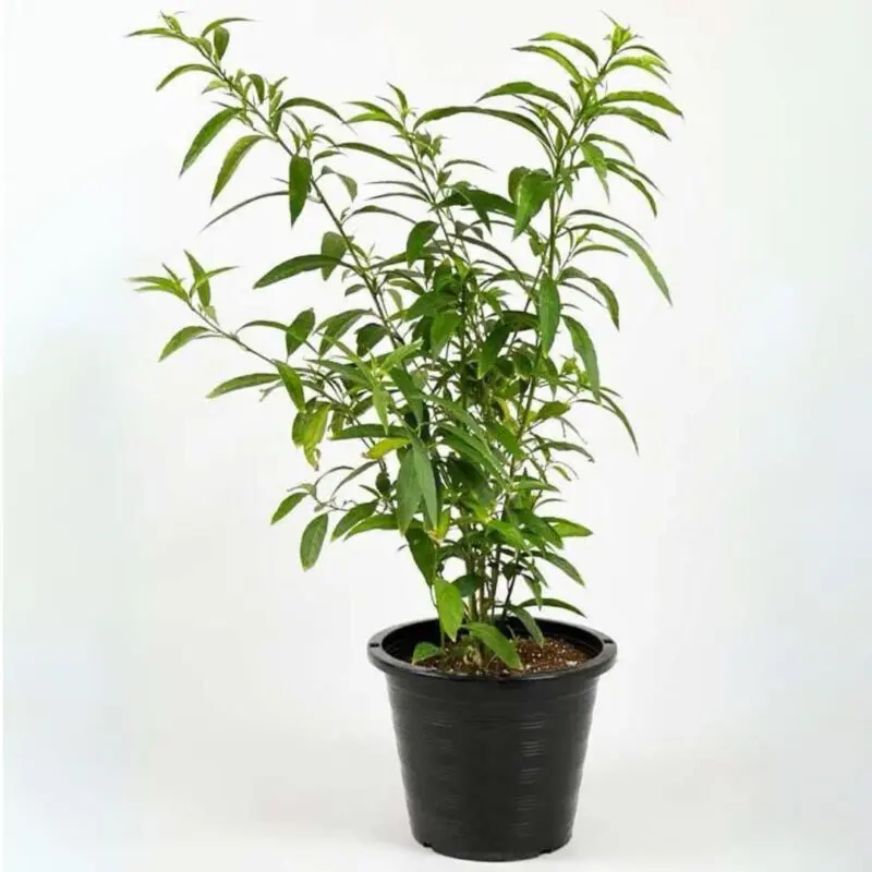 Night Queen-Night (blooming jasmine Climbing)