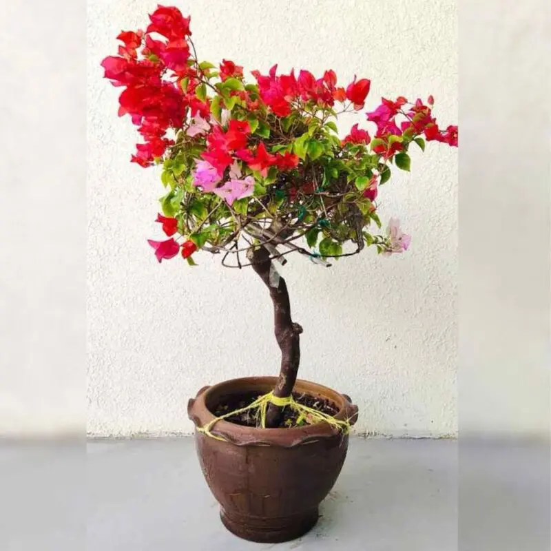Multi-Color Bougainvillea Umbrella - Image 3