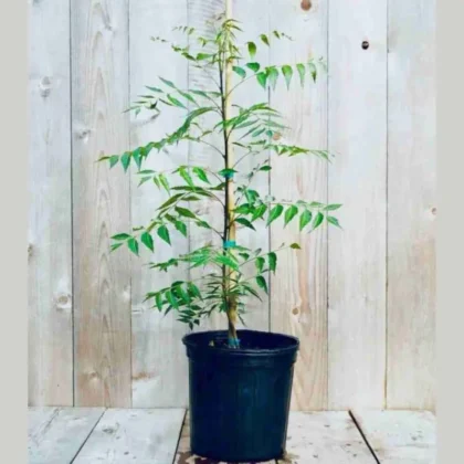 Neem Tree (Azadirachta indica)