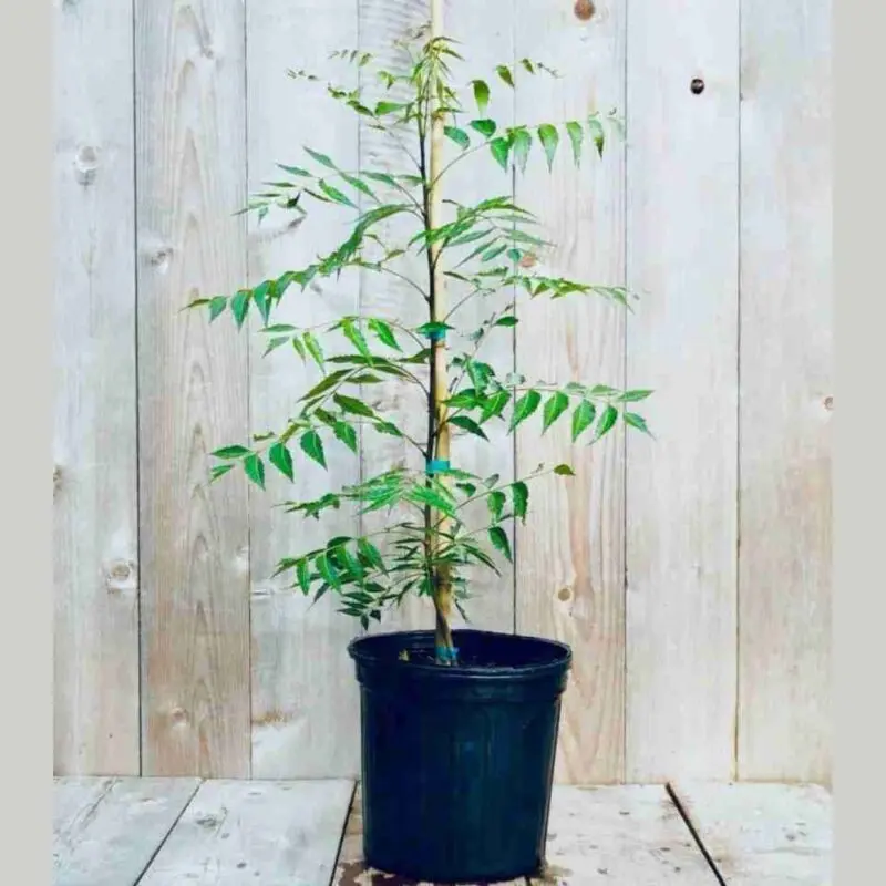 Neem Tree (Azadirachta indica)
