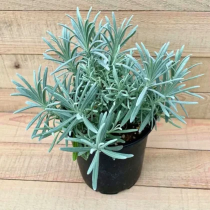 English Lavender (Lavandula angustifolia)