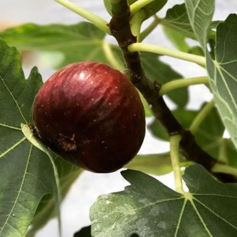 Fig tree - Image 2