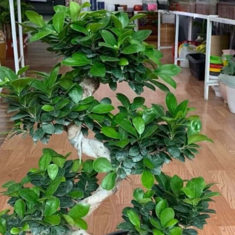 Ficus Panda S-Shape Bonsai - Image 2