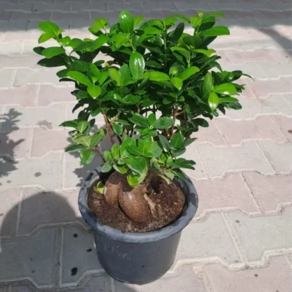 Ficus Ginseng Bonsai ( BIG SIZE )