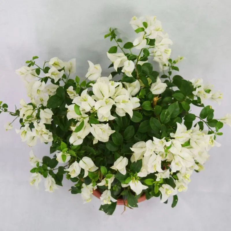 Bougainvillea Pure White - Image 2