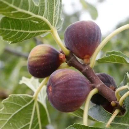 Fig Tree (Ficus carica) – Mature / Big Size