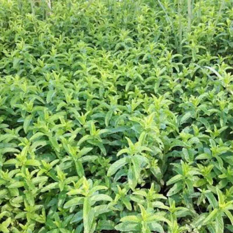 Habak Desert Mint – (Mentha longifolia) - Image 2