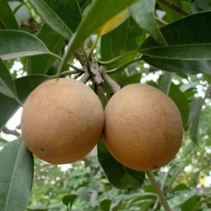 Sapodilla Tree (Manilkara zapota) – Mature / Big Size