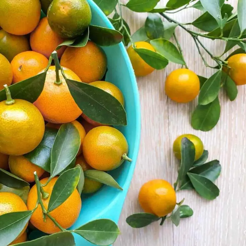 Calamansi Citrus Plant