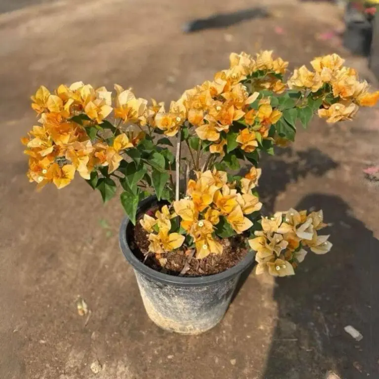 Bougainvillea California Gold – Mature Bushy big size