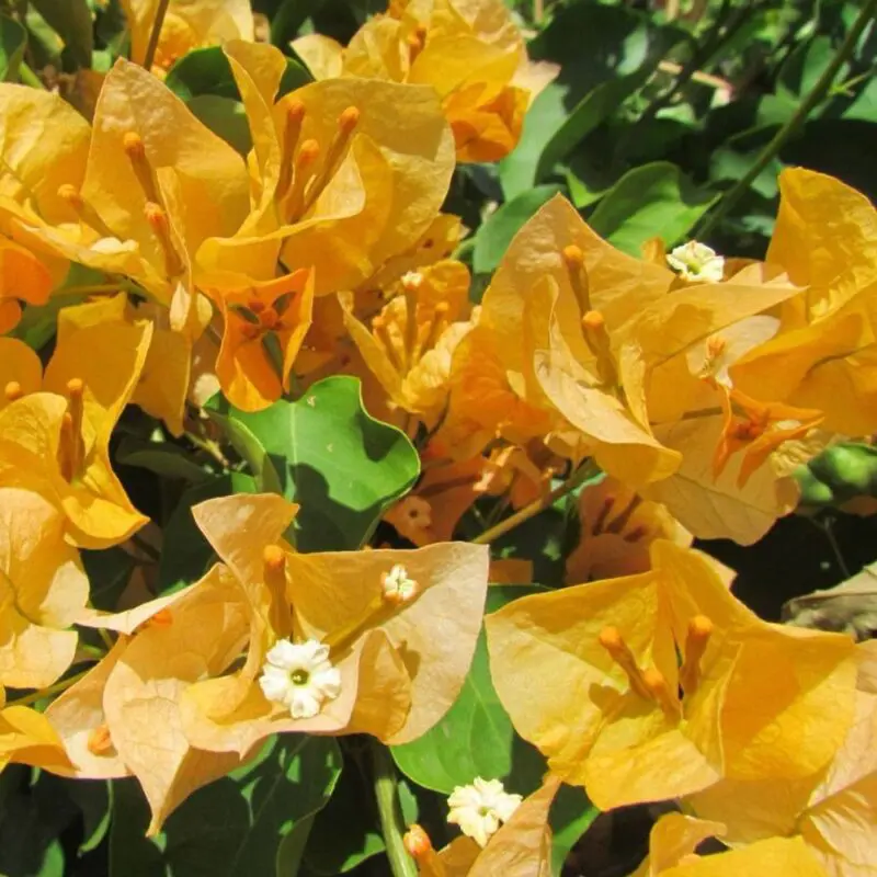 Bougainvillea California Gold – Mature Bushy big size - Image 2