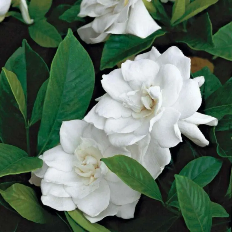 Gardenia Jasminoides (Big size) - Image 2