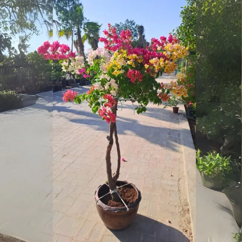 Bougainvillea Multi-Color Umbrella Big size - Image 2