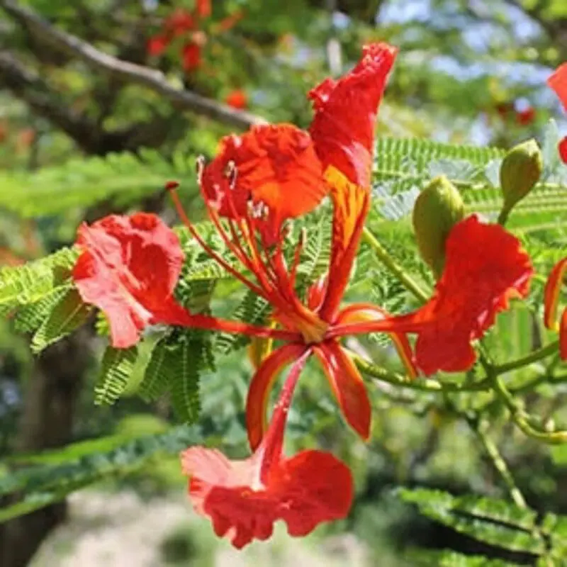 Royal Poinciana Tree