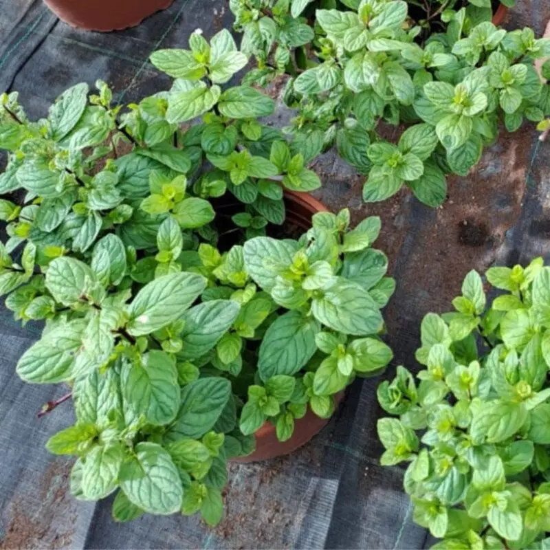 Mint Herb Plant - Image 3