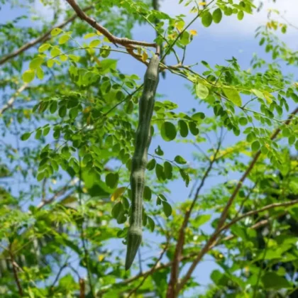 Moringa tree (Moringa oleifera)