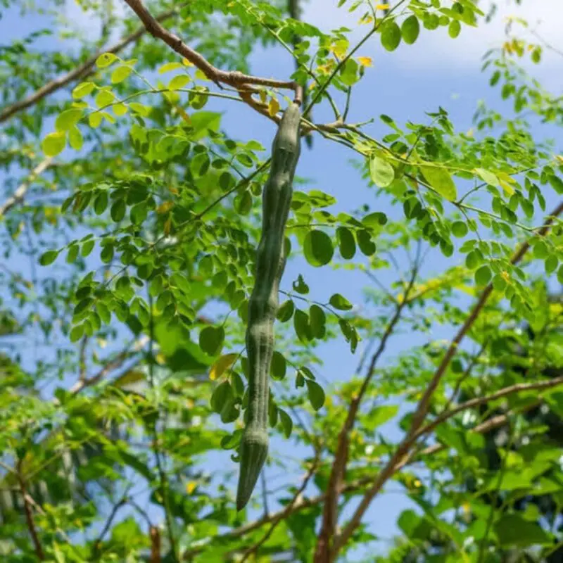 Moringa tree (Moringa oleifera)