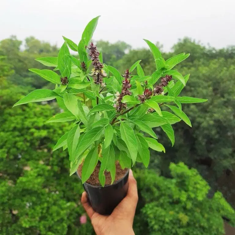Holy Basil Plant (Tulsi)