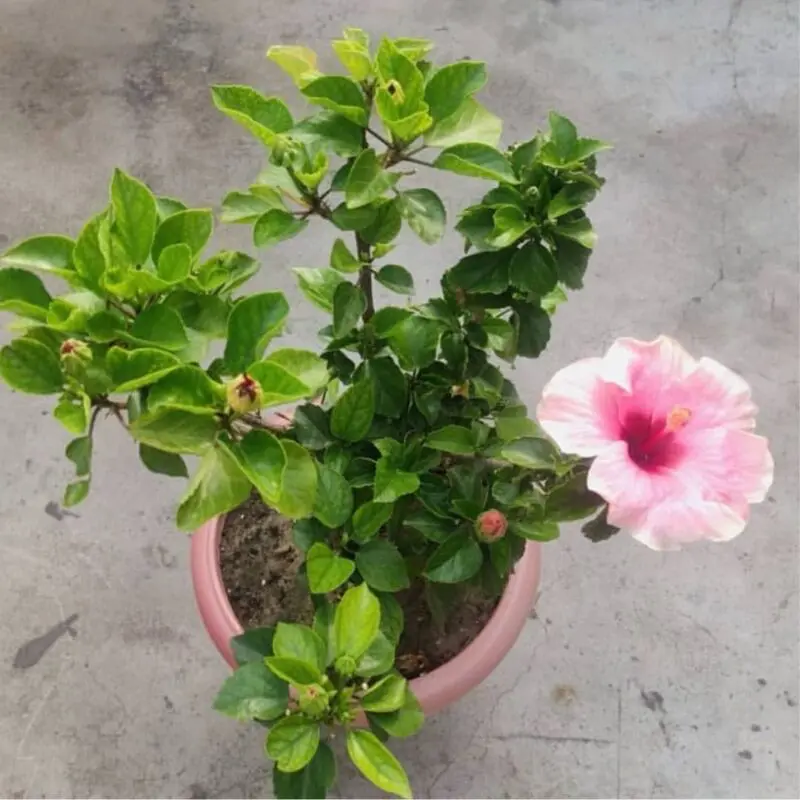 Baby Pink Hibiscus Plant - Image 3