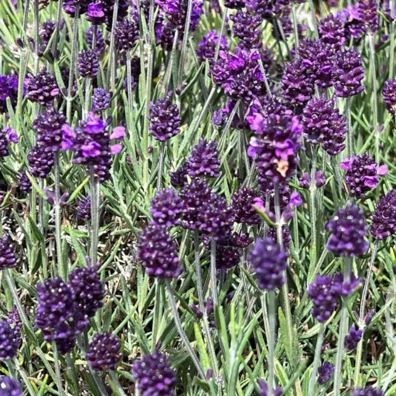 English Lavender (Lavandula angustifolia) - Image 2