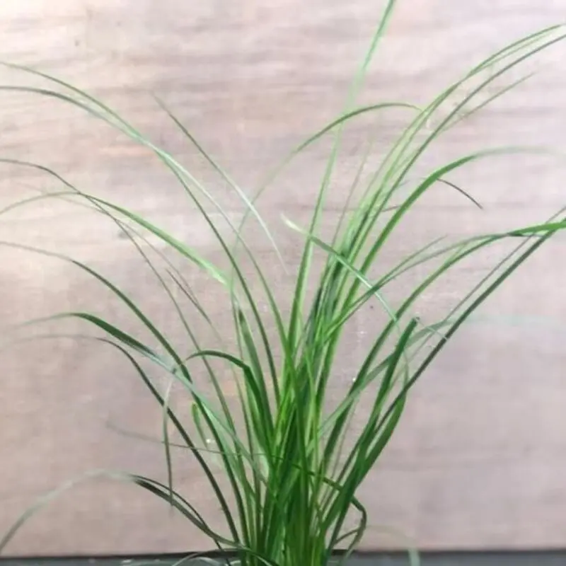 Lemon Grass - Image 2