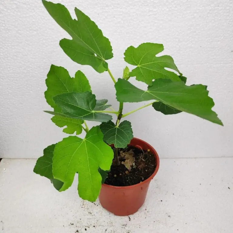 Fig tree