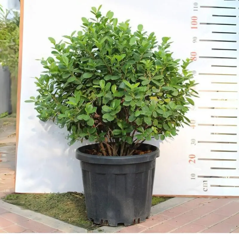 Ficus Panda (Ball Shape Big) - Image 2