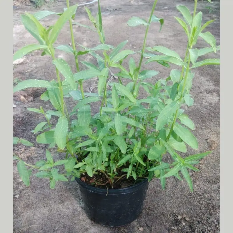 Habak Desert Mint – (Mentha longifolia) - Image 3