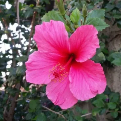 'Hibiscus ‘Lipstick Pink’ Bushy