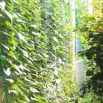 Garden Plant Climbing Net Trellis 2×5 m - Image 3