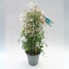 Jasmine (Jasminum polyanthum)