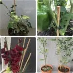 Garden Plant Climbing Net Trellis 2×5 m - Image 5