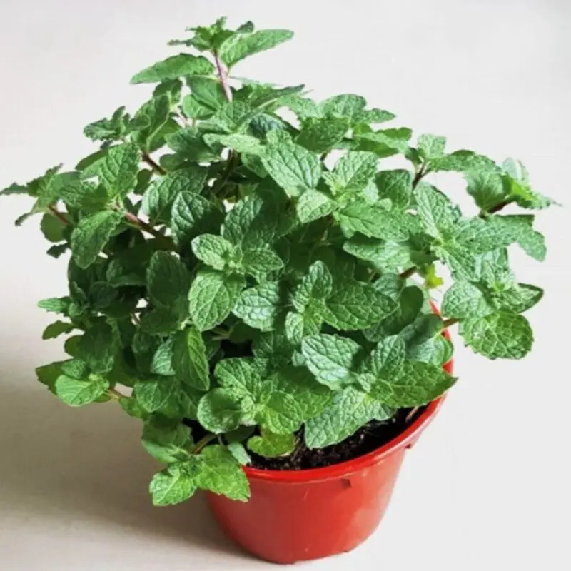 Mint Herb Plant