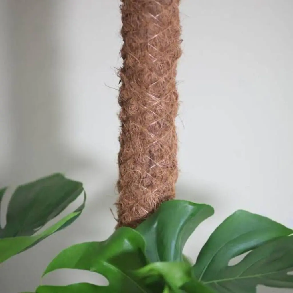 Moss Pole 100cm - Image 3