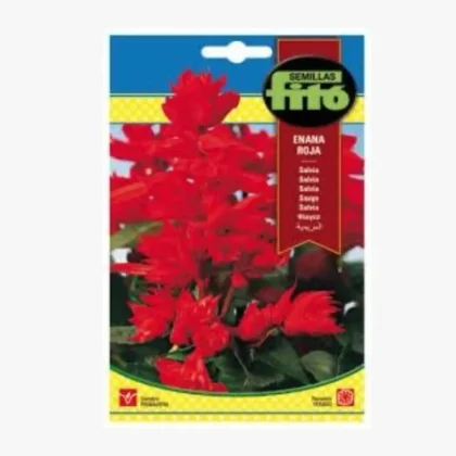 Salvia Dwarf Red flower seeds