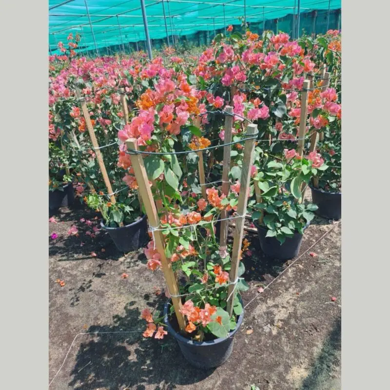 Bougainvillea orange-Color (4-Stick Support) - Image 3