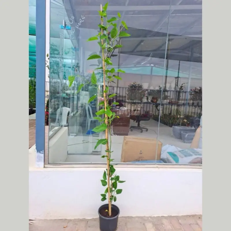 Mulberry Tree (Morus Alba) – Big Size - Image 2