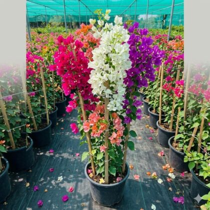 Bougainvillea orange-Color (4-Stick Support)