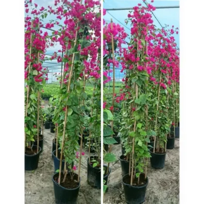 Bougainvillea Spectabilis (Deep Pink)