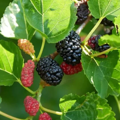 Mulberry Tree (Morus Alba) – Big Size