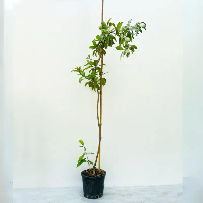 Chikoo (Sapodilla) – Manilkara Zapota - Image 3