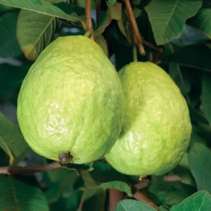 big-size Guava Tree