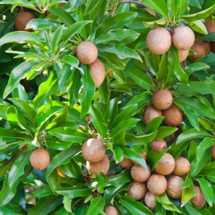 Chikoo (Sapodilla) – Manilkara Zapota