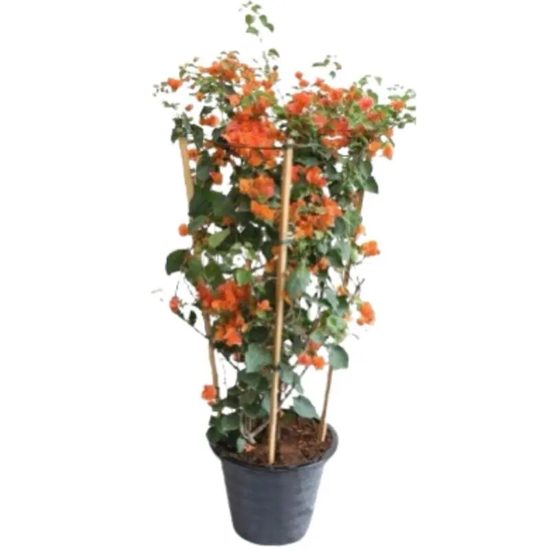 Bougainvillea orange-Color (4-Stick Support) - Image 2
